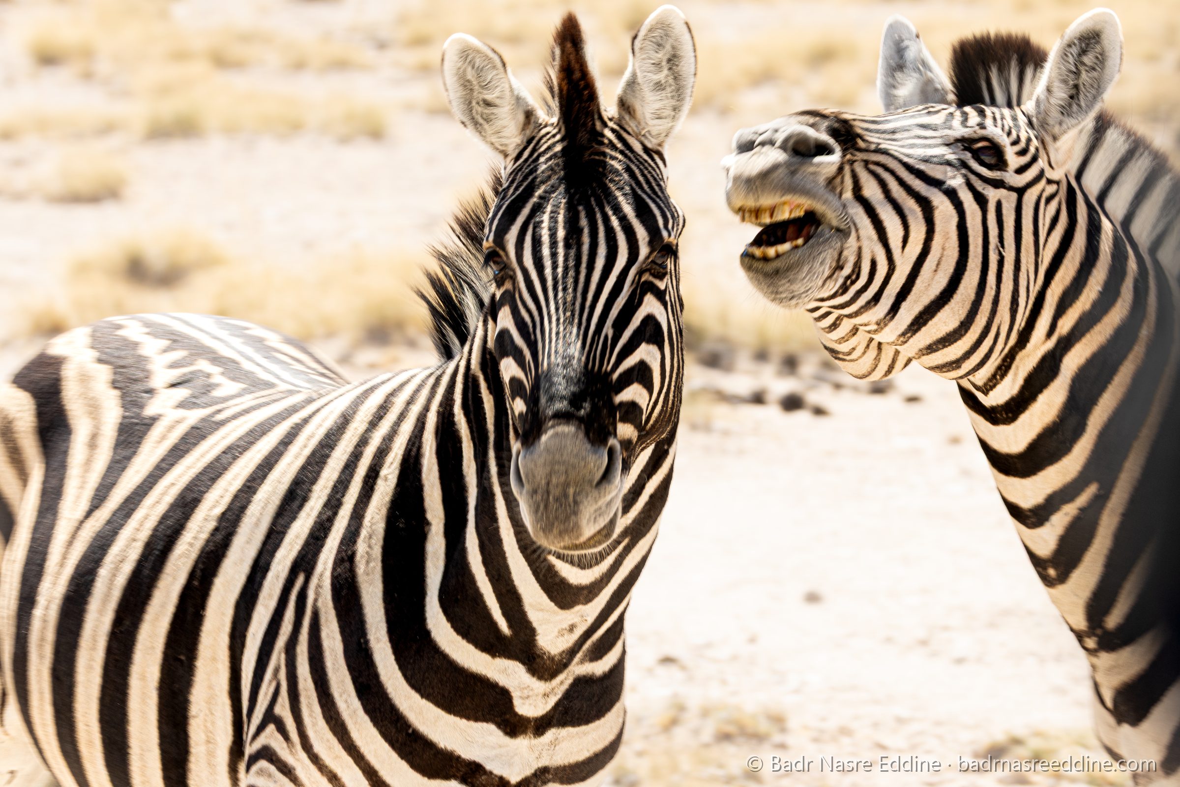 Namibie, image 9