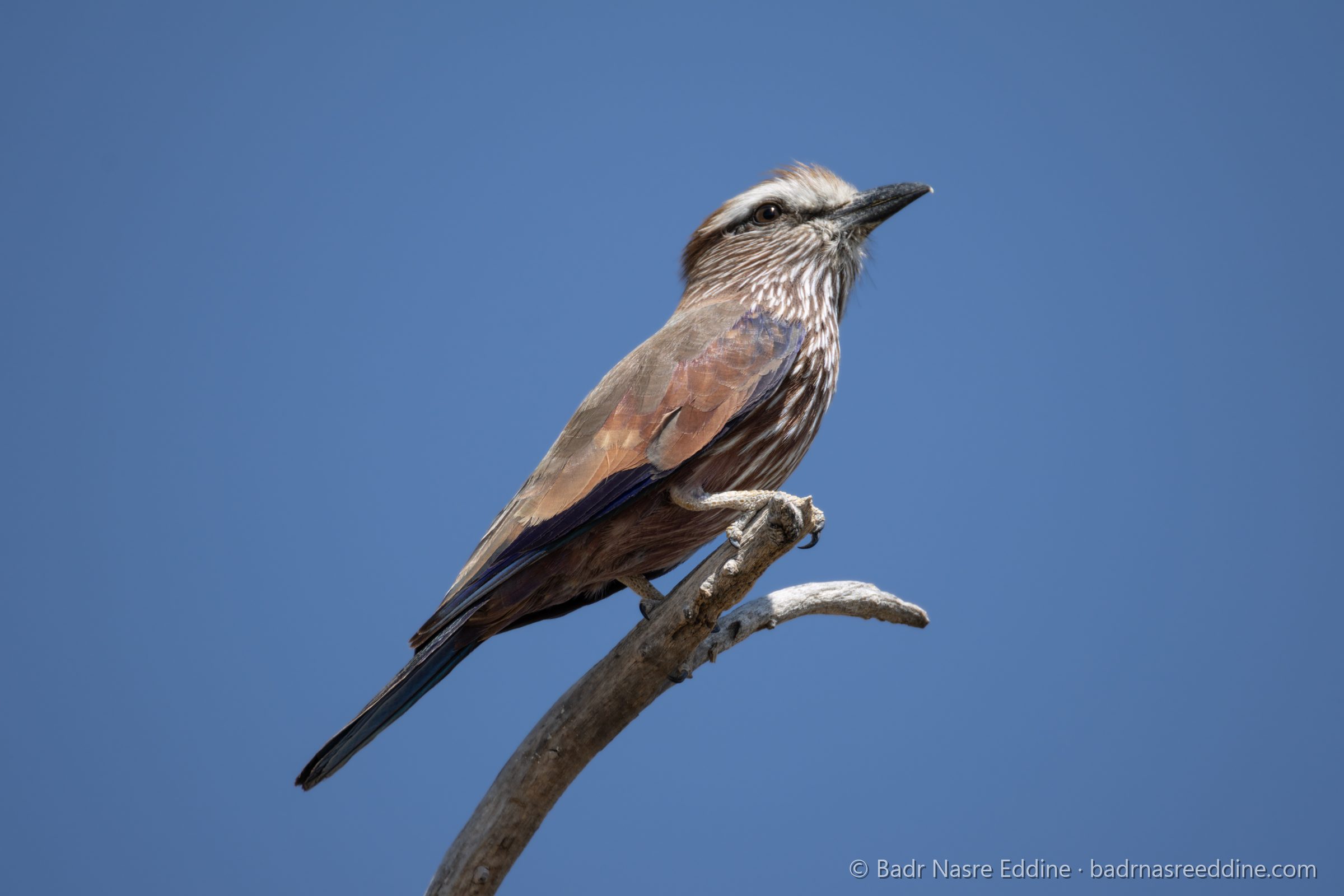 Namibie, image 11