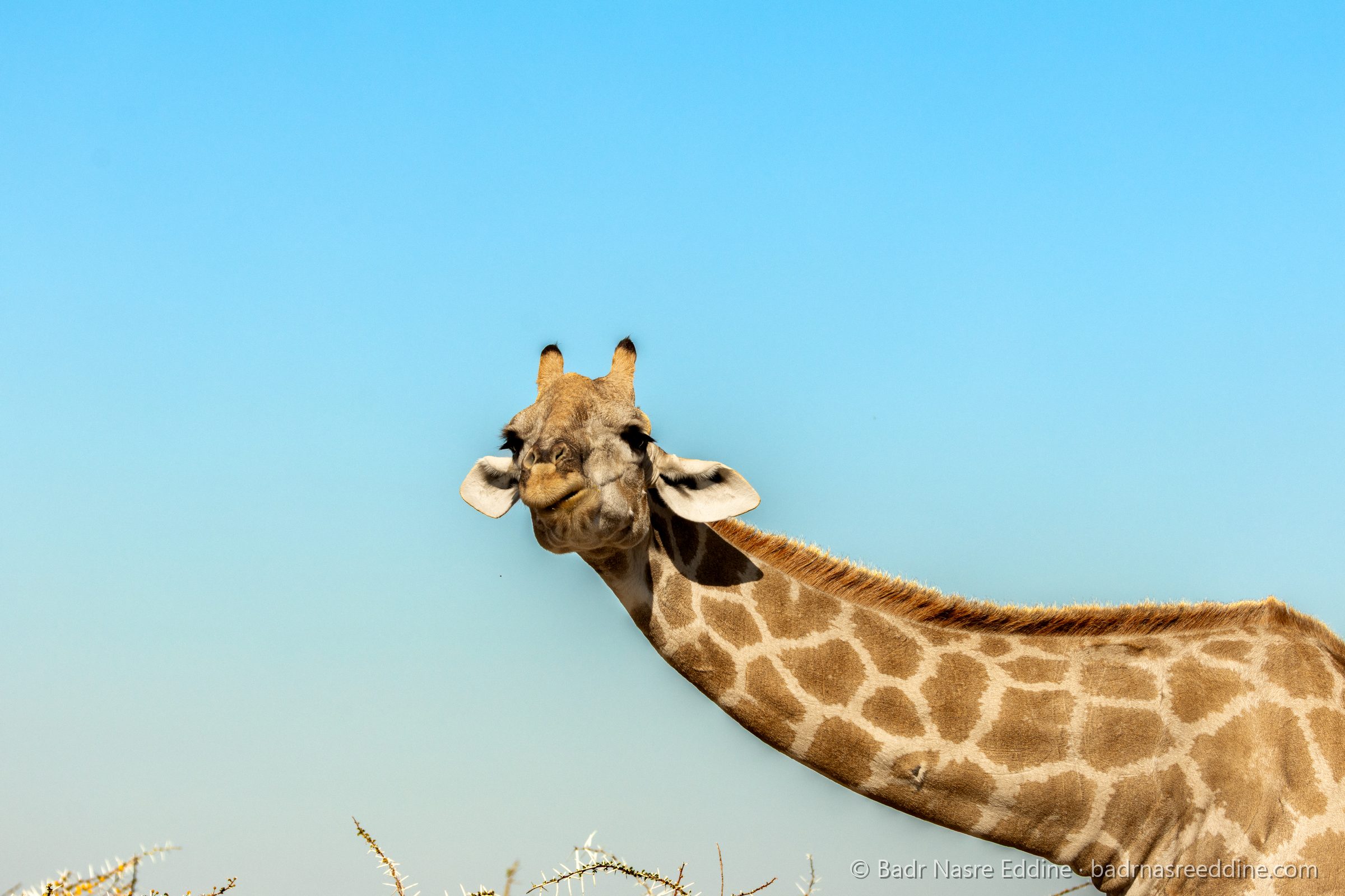 Namibie, image 3