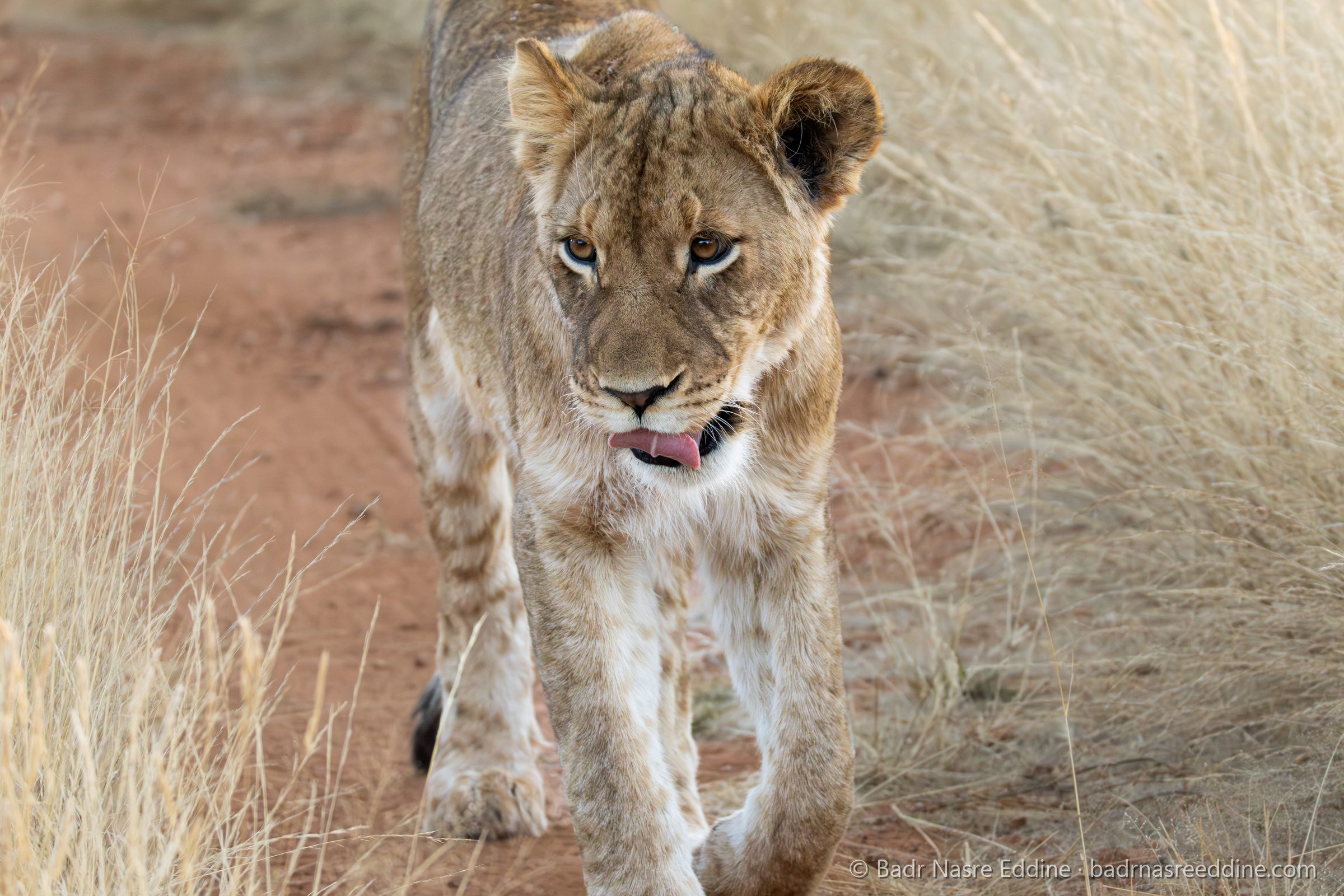 Namibie, image 4