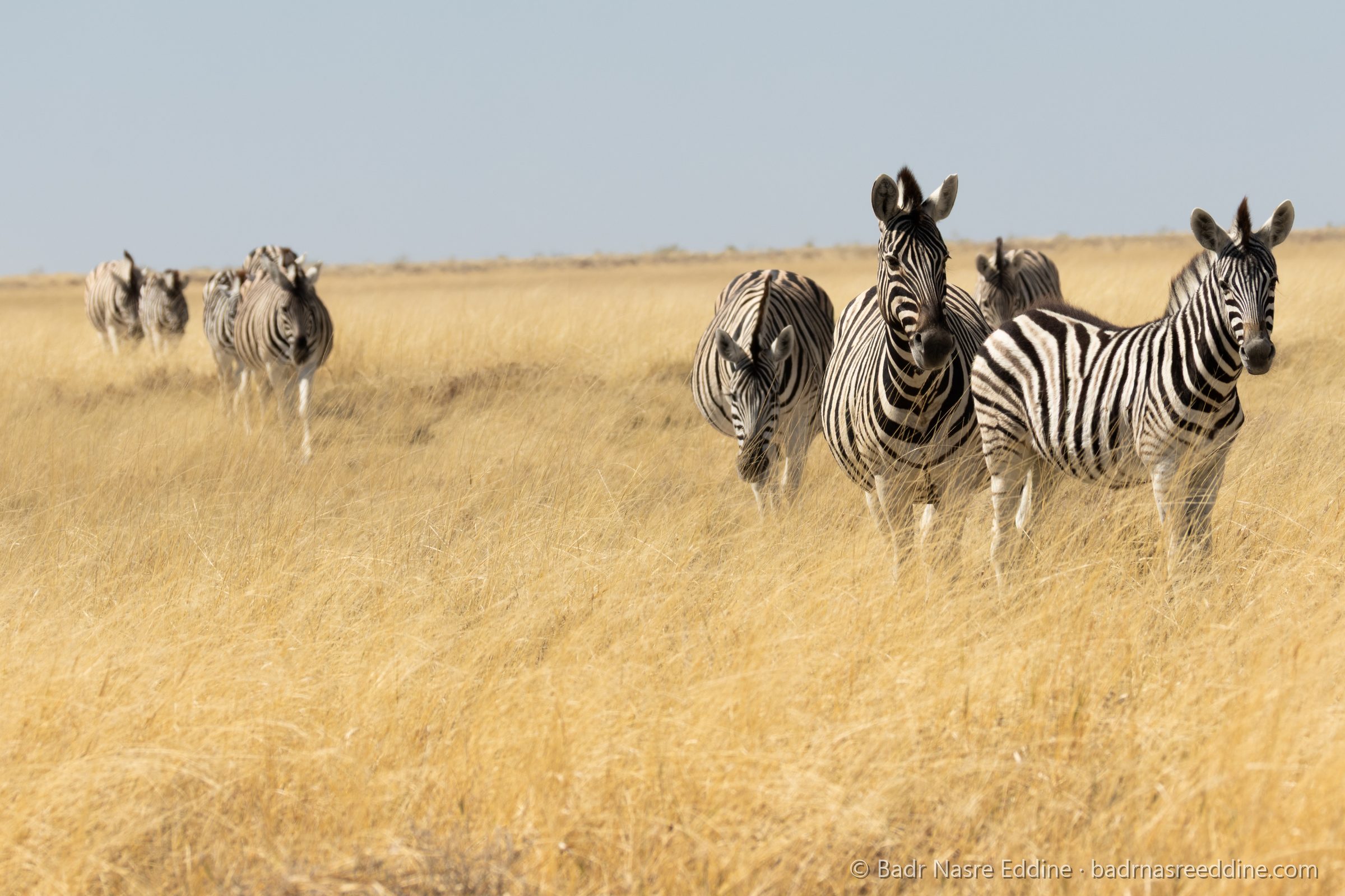 Namibie, image 5