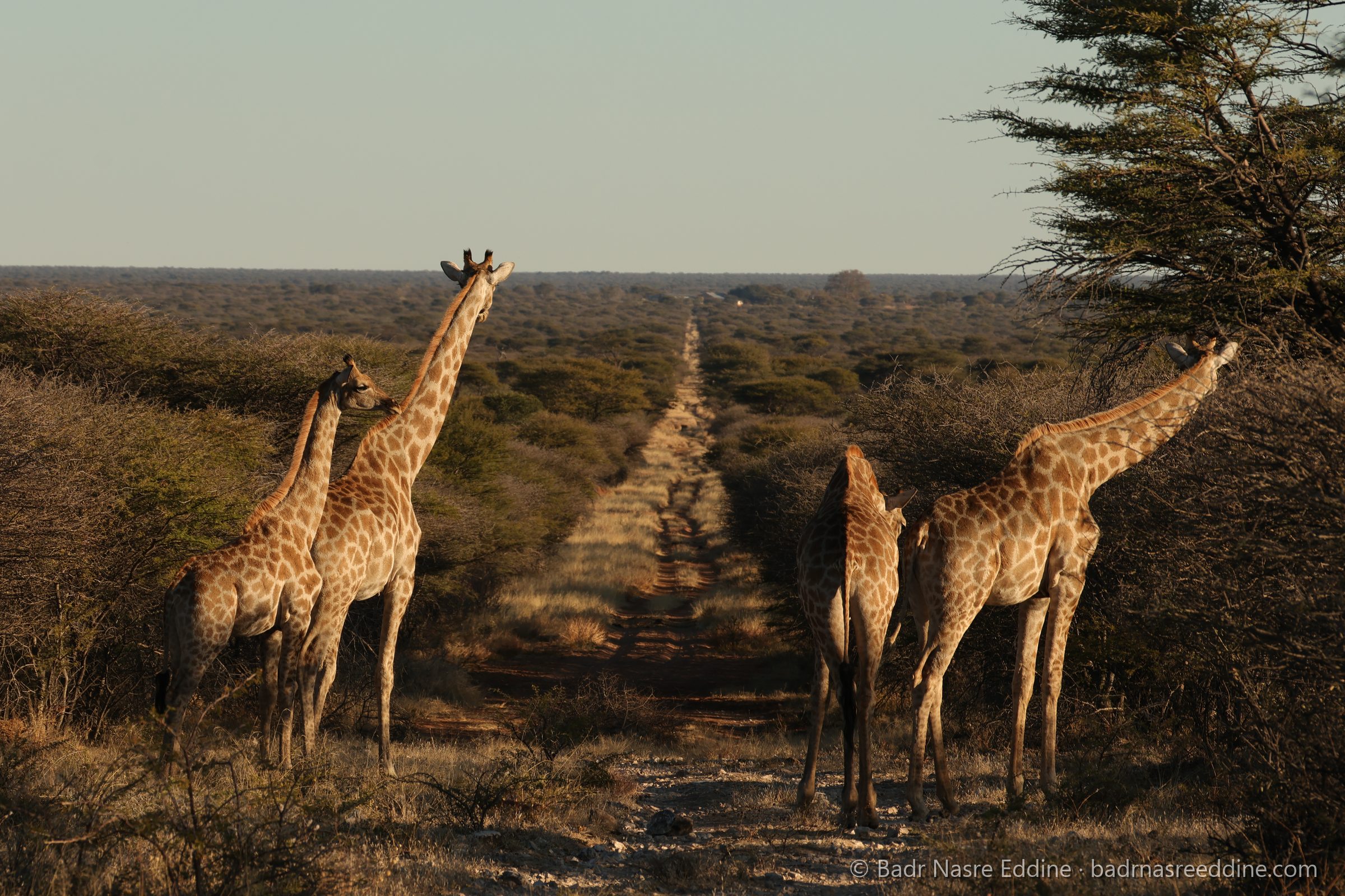 Namibie, image 8