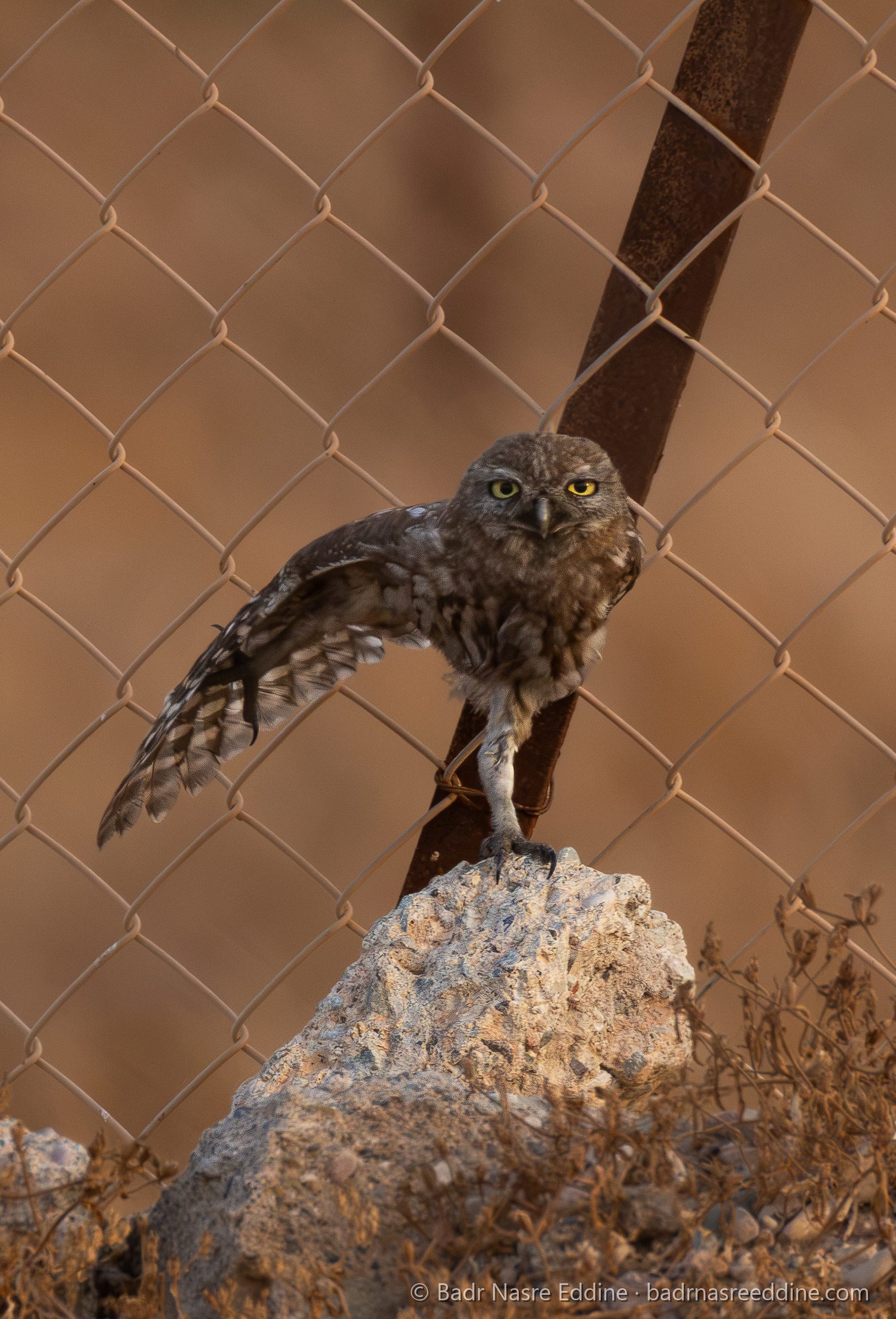 Maroc, image 2