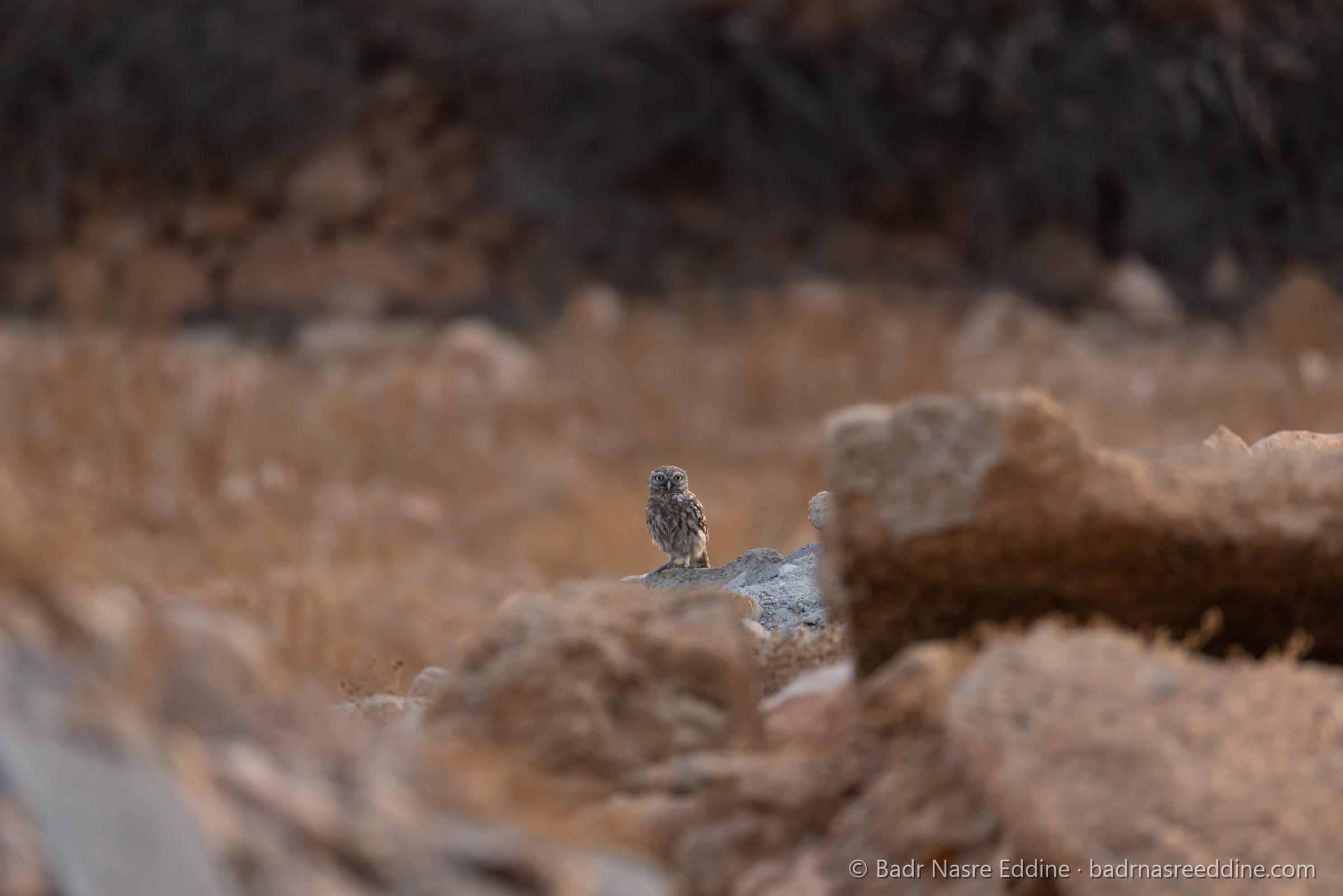 Maroc, image 3