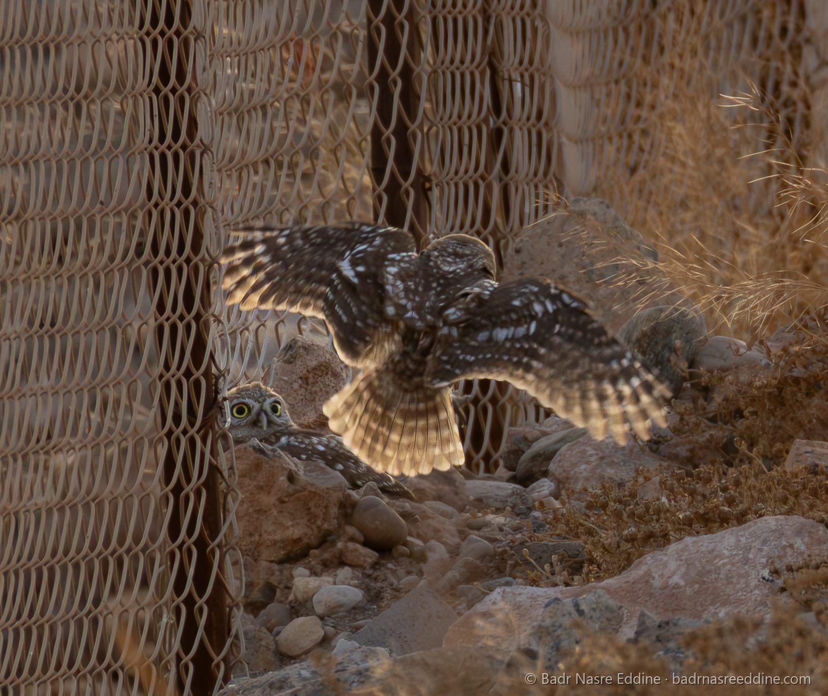 Maroc, image 4