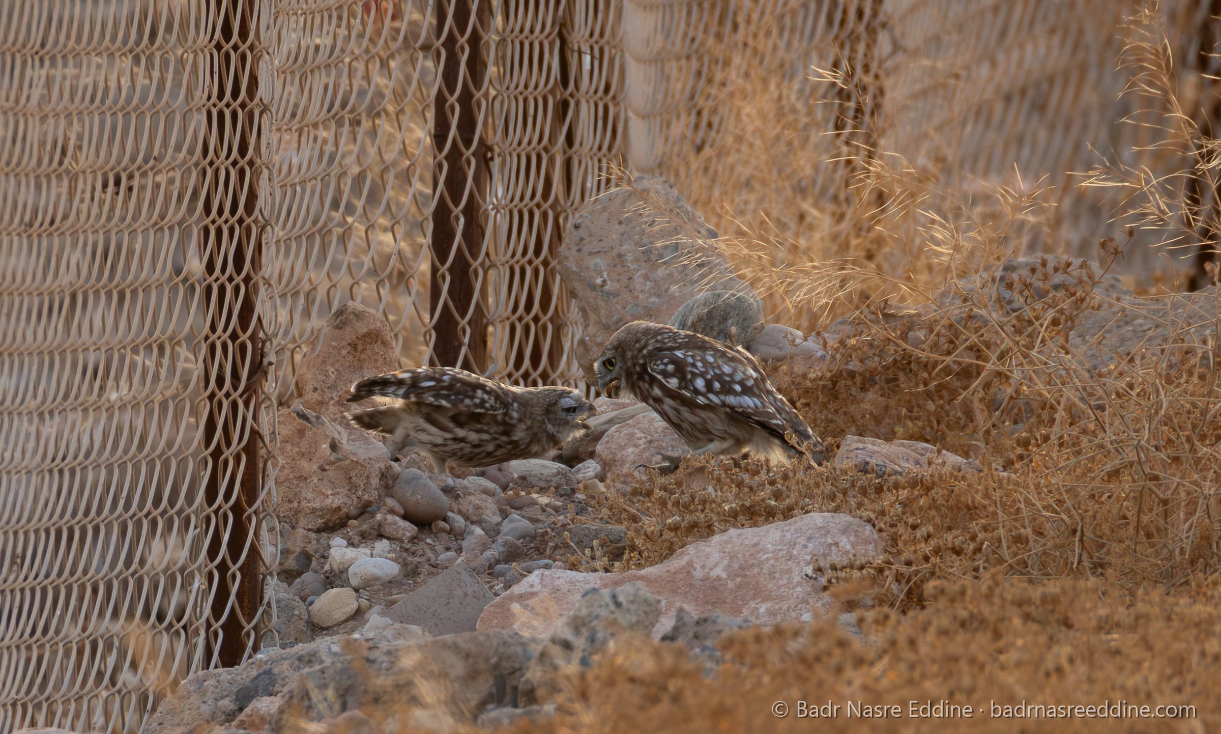 Maroc, image 5