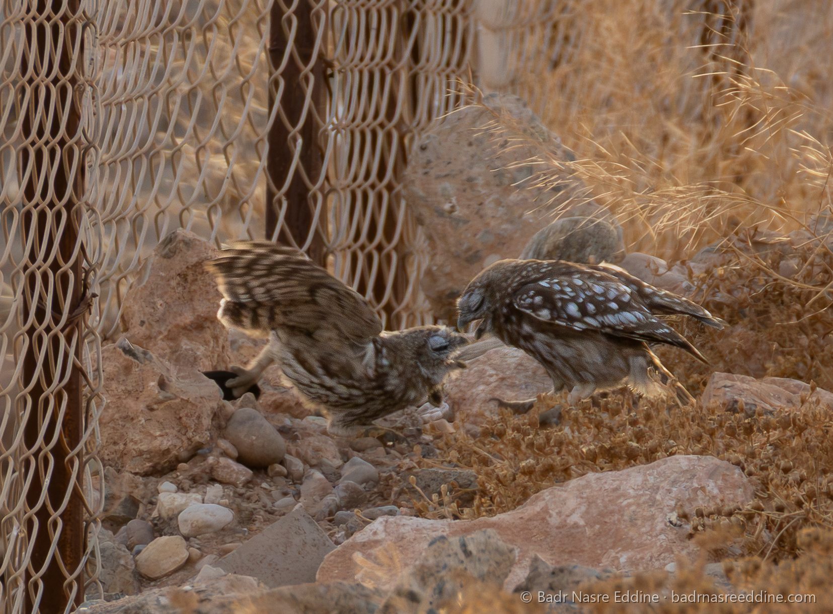 Maroc, image 6