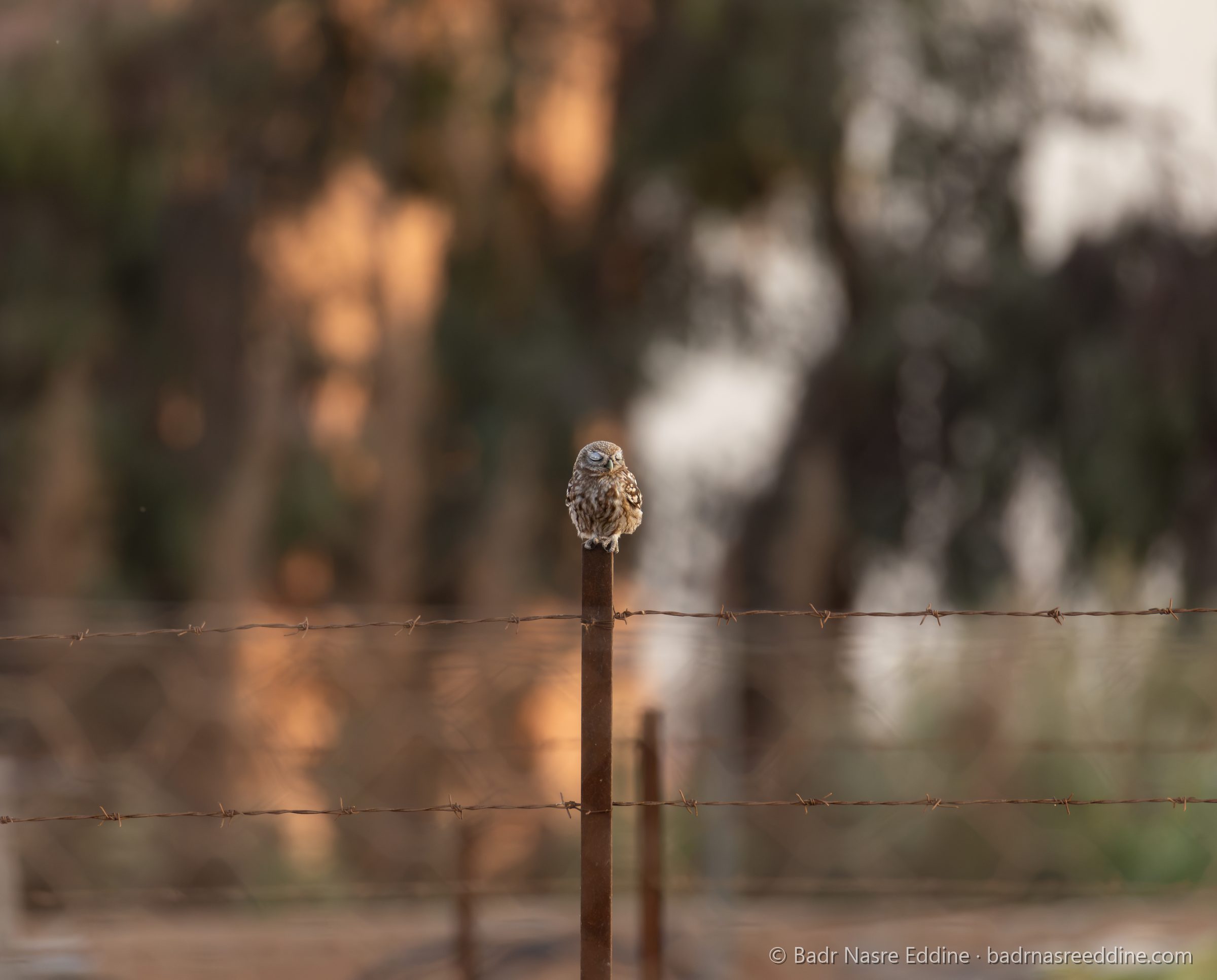 Maroc, image 7
