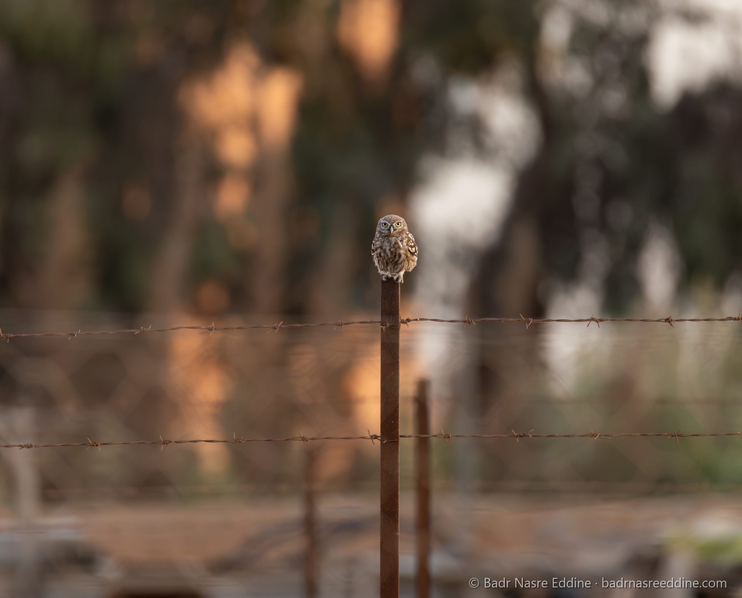 Maroc, image 8