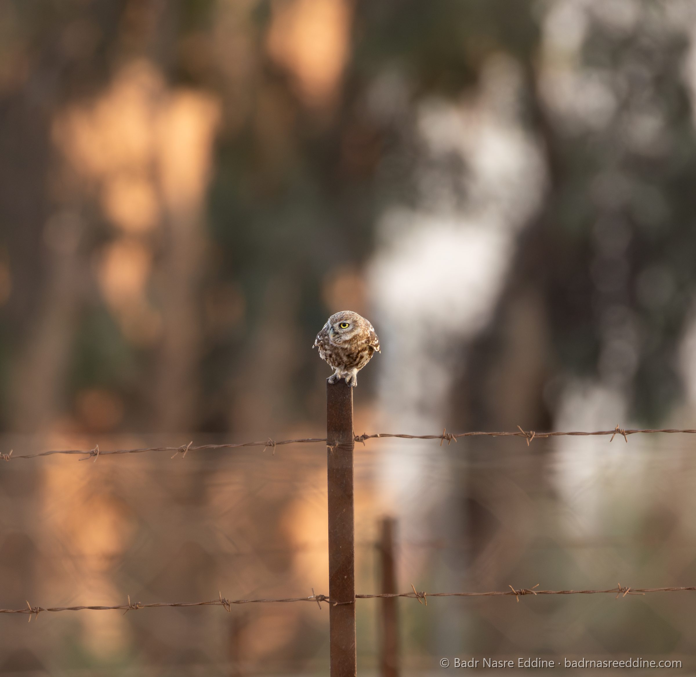Maroc, image 9