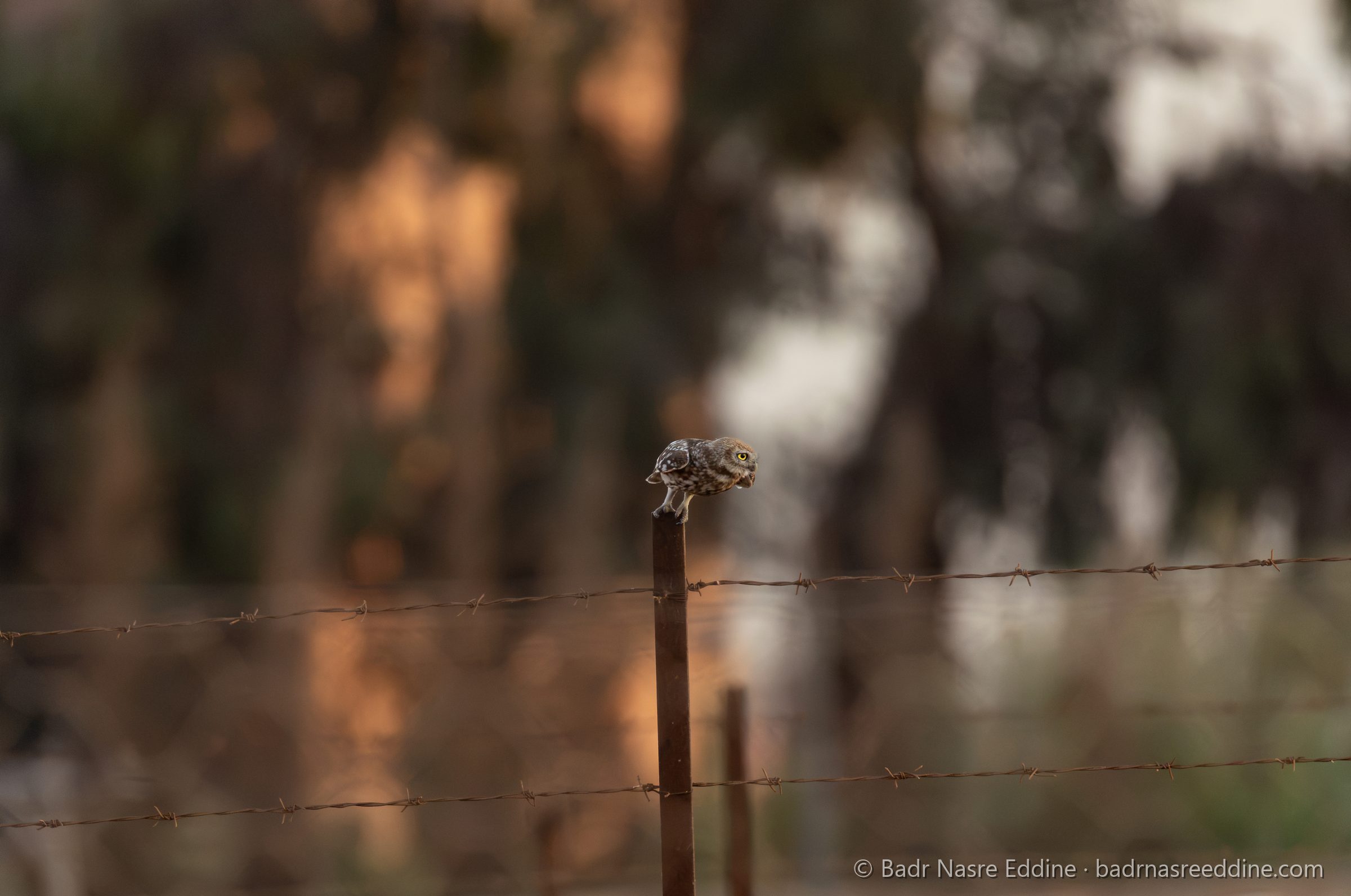 Maroc, image 10