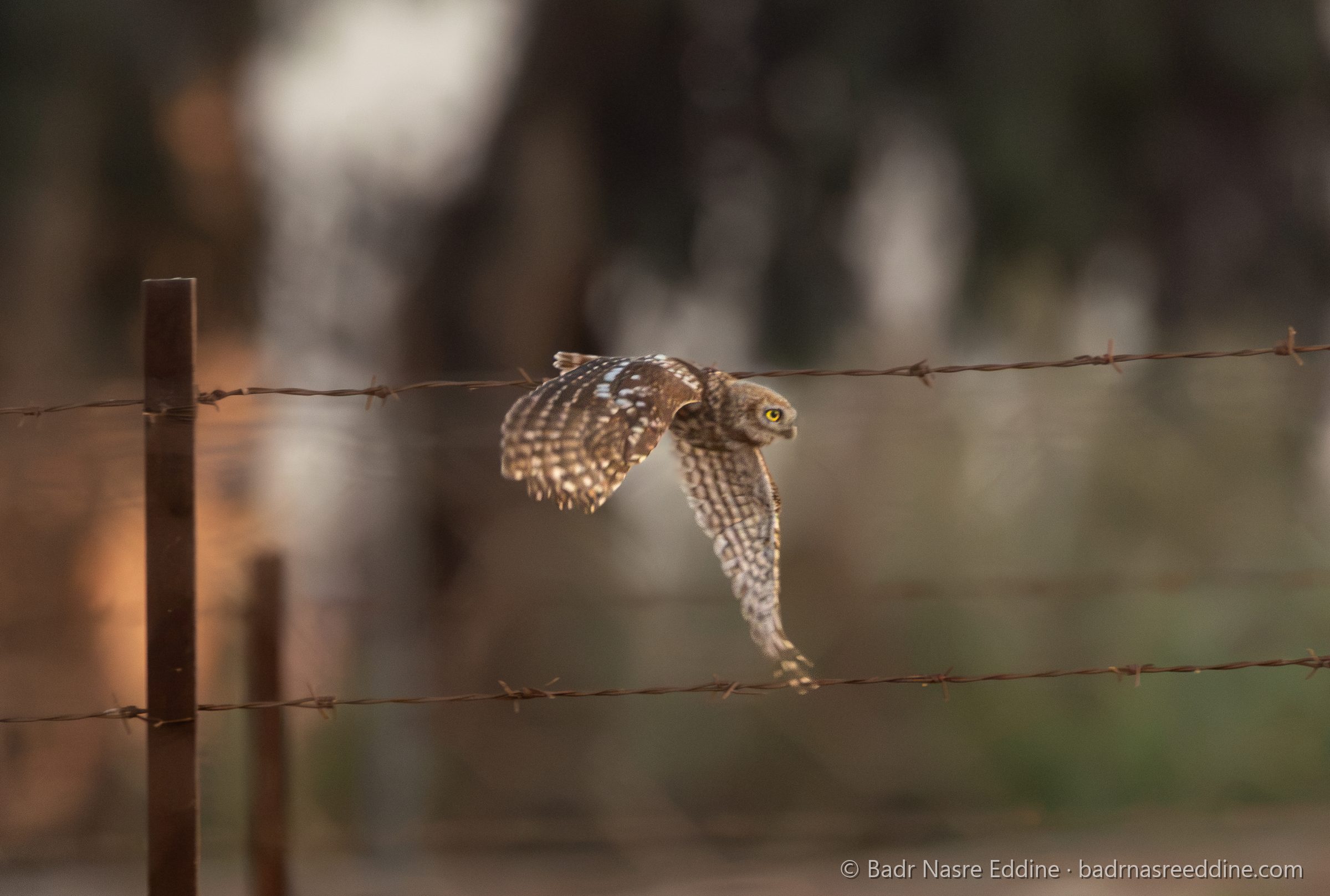 Maroc, image 12