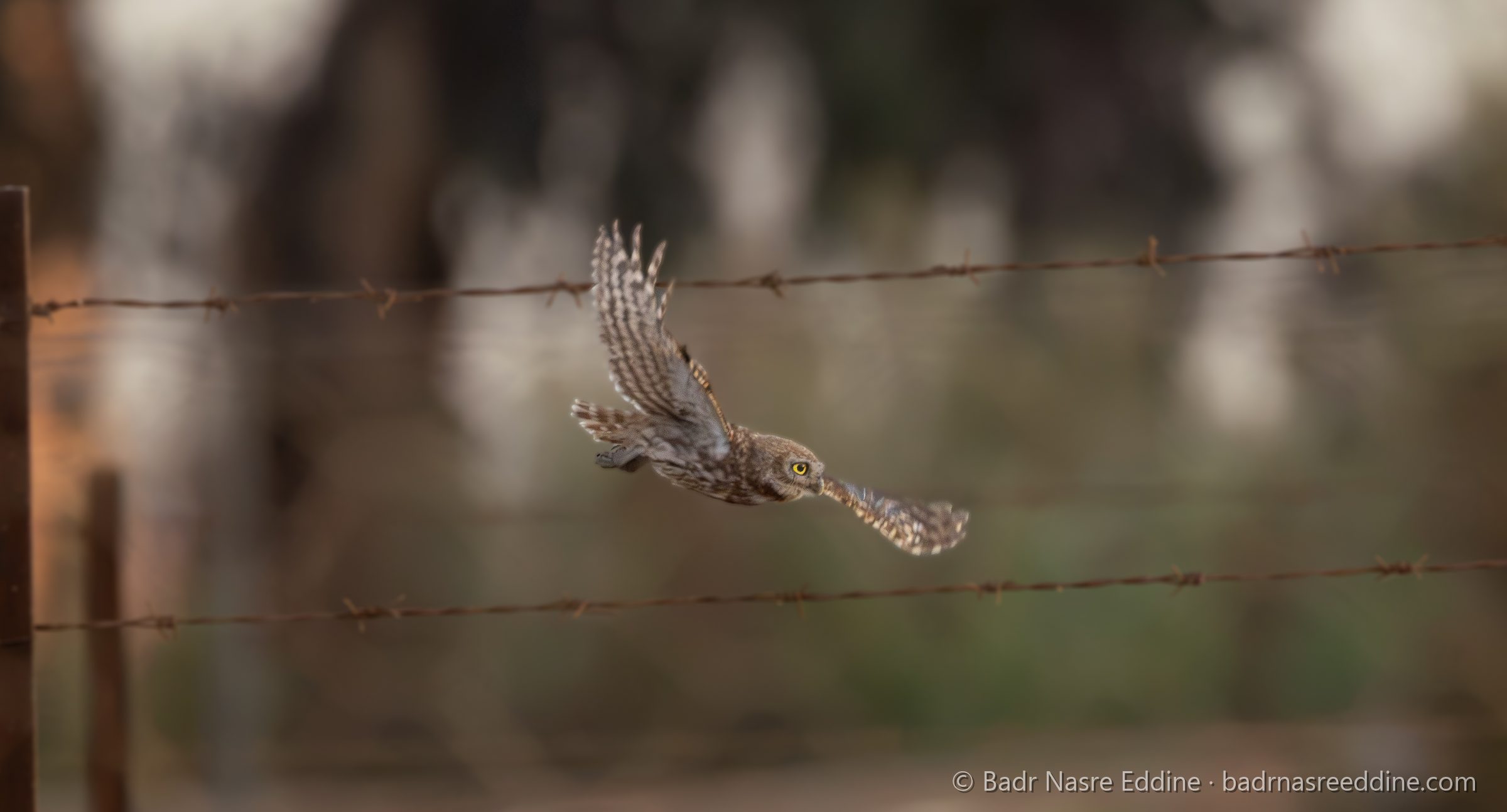 Maroc, image 13