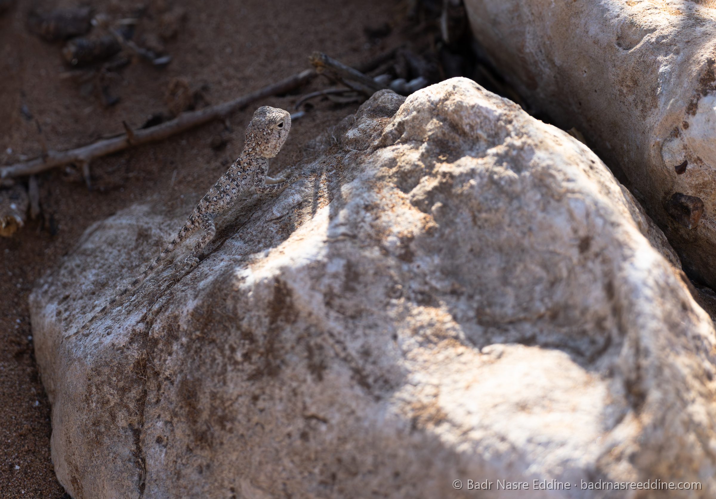 Maroc, image 15